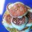 Запеканка из кукурузной крупы и кабачков