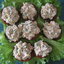 мини башенки с сырной начинкой