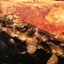 Слоеный пирог с капустой и грибами