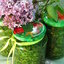 Щавель консервированный