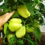 Фаршированный перец (вариант)