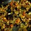 Сладкий плов с сухофруктами и орехами