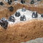 Манник шоколадный с изюмом
