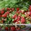 Икра из баклажанов с овощами