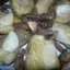 Баклажаны маринованные