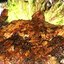 Маринад для цыпленка табака