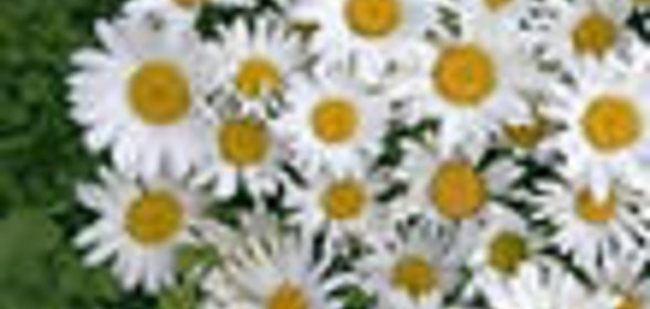 Рассольник с фрикадельками