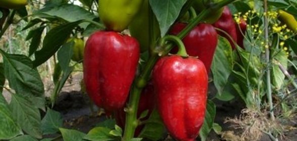 Болгарский перец жареный, заготовка на зиму