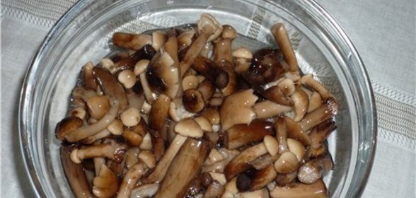 Консервированные опята на зиму