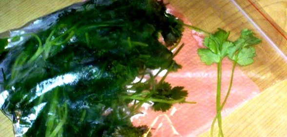 Кинза замороженная