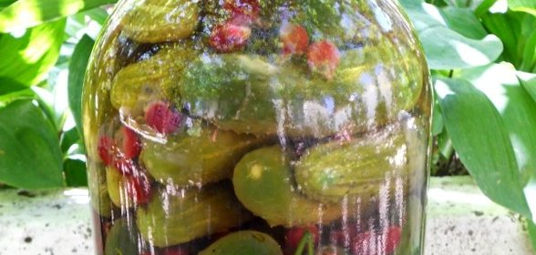 Огурцы маринованные с базиликом и йоштой