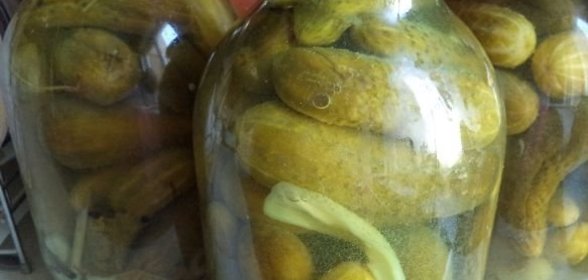 Консервированные огурцы с горчицей