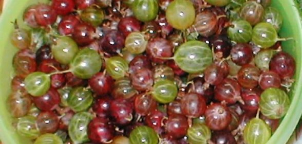 КЕТЧУП ИЗ...КРЫЖОВНИКА