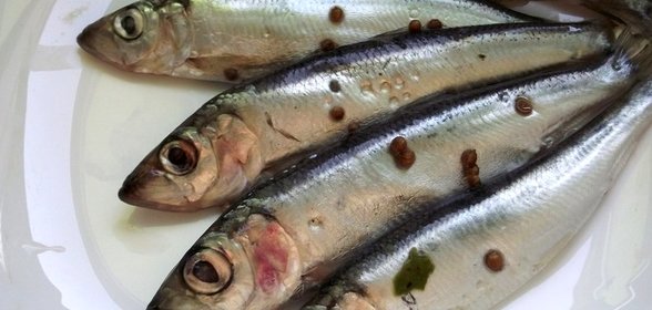 Салака пряного посола