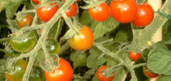 Салат на зиму