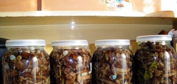 Соленые опята на зиму