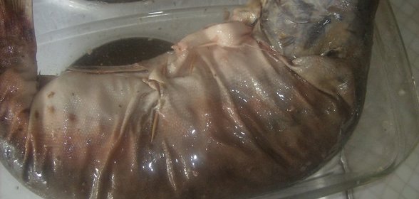 Огурчики малосольные на скорую руку
