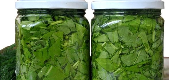 Закатка щавеля