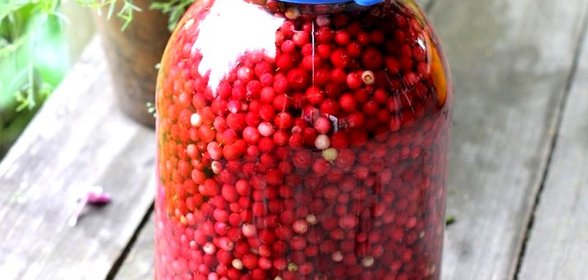Брусника моченая на зиму