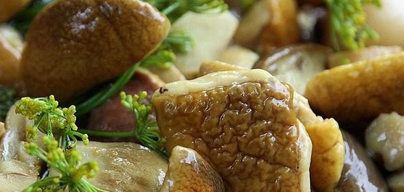 Засолка белых грибов на зиму