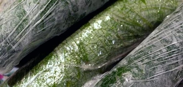 Долма на зиму