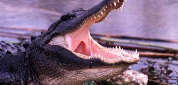 мясо крокодила