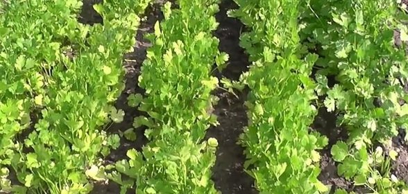 Кинза на зиму