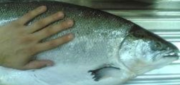 Лосось припущенный по-итальянски