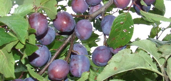 вяленая сливовая масса /заготовка/