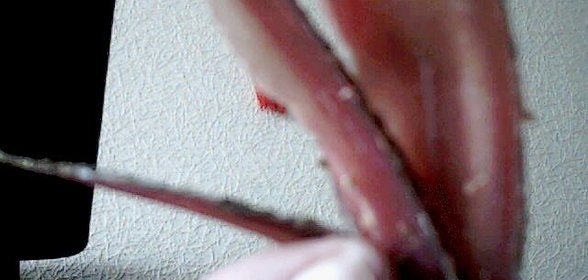 Телятина вяленная